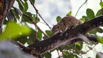 Fototapeta premium Squirrel of Assam India sitting on a tree branch