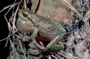 Obraz premium Male tree frogs calling female, Hyla arborea, on a branch at night. Baratz Lake, Sassari Alghero, Sardinia Italy