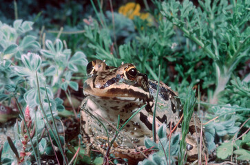 Obraz premium European Edible Frog (Rana esculenta). Frog in duckweed, Sardinia, Italy.