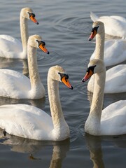Obraz premium Group of Elegant White Swans Gracefully Swimming in Calm Blue Water under Soft Light