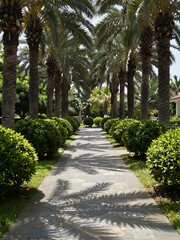 Obraz premium Lush Tropical Palm Tree-Lined Pathway in a Sunny Garden with Greenery