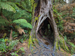 Fototapeta premium A massive ancient tree with a hollow opening at its base reveals tangled roots and pooled water, covered in green moss amid lush tree ferns in a mystical temperate rainforest.