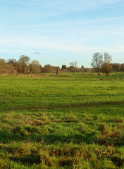 Fototapeta premium Lush green meadow under clear blue sky, capturing serene rural landscape and natural outdoor beauty