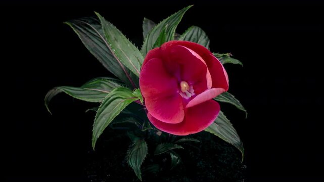 Blooming garden red balsamina in timelapse