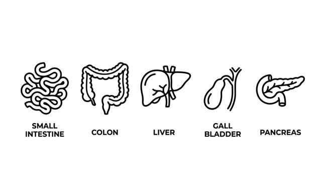 Black line art icons of human digestive system organs featuring small intestine colon liver gall bladder and pancreas on white background, symbolizing medical education or clinical diagnosis