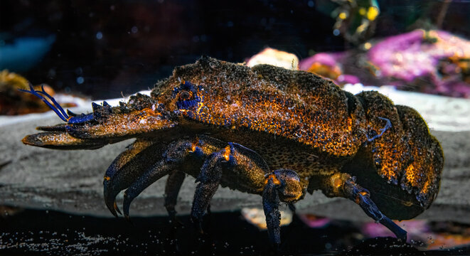 European spiny lobster, crawfish, seabed animal in the northern sea