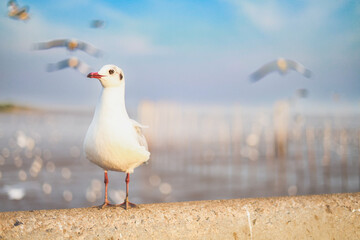 goose on the beach © SkyHill