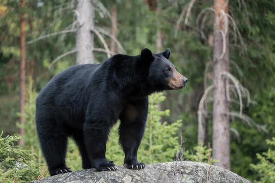 A black bear standing on a rock in a forest environment, captured in natural light, showcasing wildlife behavior and the beauty of nature.