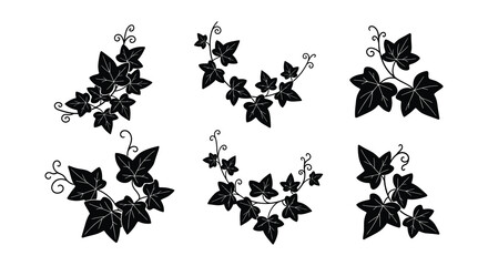 Black and white illustration of various ivy leaf and vine arrangements © Begum