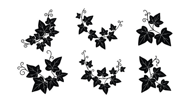Black and white illustration of various ivy leaf and vine arrangements