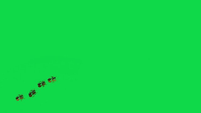black tree ants line Ant Walking eating ringing black ant red ant The concept of animal, wildlife, 3d animation Green Screen Realistic naturalistic 4K UHD chroma key background
