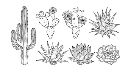 Botanical illustration of various desert cacti and succulent plants © Begum