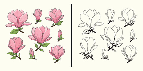 Magnolia flower botanical illustration, elegant magnolia blossom drawing, floral botanical line art design, magnolia flower illustration artwork, spring flower botanical clipart, floral magnolia outli © pankaj