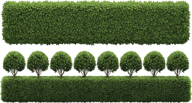 Green garden hedge and trimmed bushes landscape shrub border vector illustration set