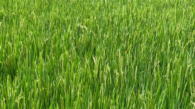 Close up of fresh green rice plants growing in a lush paddy field