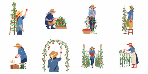 Obraz premium Collection of illustrations featuring women harvesting ripe tomatoes in various garden settings, showcasing organic farming, gardening, and agricultural work.