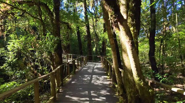 Wooden boardwalk winding through dense tropical forest along the Yod Doi hiking trail in Chiang Mai, Thailand, with sunlight filtering through tall jungle trees and lush green vegetation.