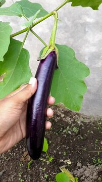 Hand holding ripe purple eggplant on plant in backyard garden. Fresh Solanum melongena vegetable harvest grown in soil, home gardening, urban farming. Organic vegetable production in indonesia. 