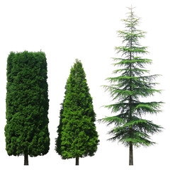 Fototapeta premium Tall Evergreen Trees and Privacy Hedge Isolated