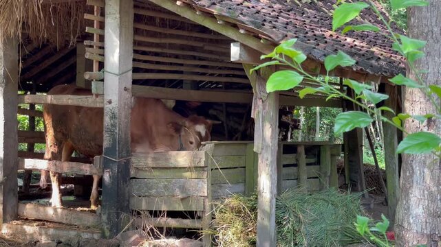 Brown cow eating grass inside a rural farm barn enclosure