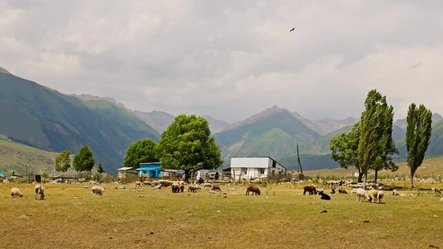 Multiple sheep graze peacefully in a grassy field under an overcast sky. A bird is seen flying above, enhancing the serene, pastoral mood.