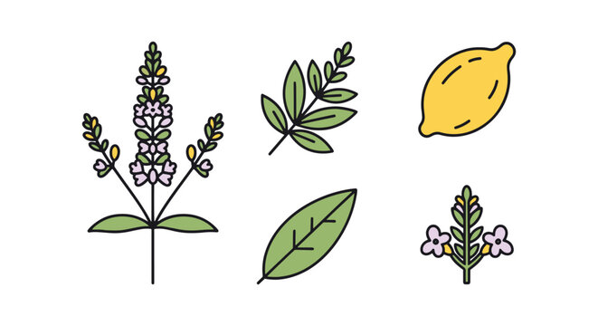 Lemon Verbena Line art vector clean contemporary abstract illustration