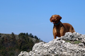 Hungarian Vizsla on a rock