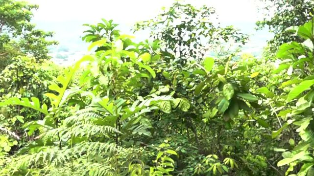 The flight of the great swifts (Apus melba) and fork-tailed swifts (Apus pacificus). slow motion. Vietnam rain forest. Slow motion