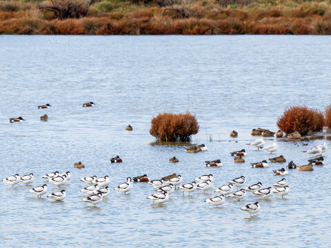 Avocettes &eacute;l&eacute;gantes (Recurvirostra avosetta) regroup&eacute;es dans une lagune de Camargue avec canards et mouettes, oiseaux limicoles dans une zone humide