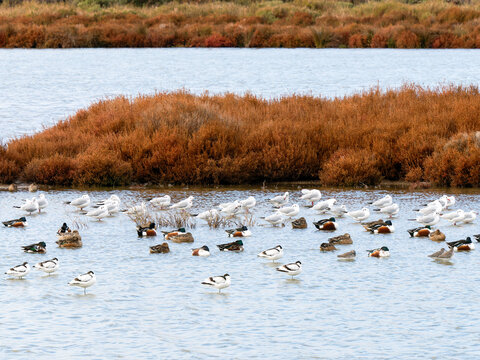 Avocettes &eacute;l&eacute;gantes (Recurvirostra avosetta) regroup&eacute;es dans une lagune de Camargue avec canards et mouettes, oiseaux limicoles dans une zone humide