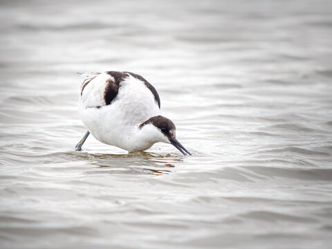 Avocette &eacute;l&eacute;gante (Recurvirostra avosetta) se nourrissant dans une lagune de Camargue, limicole au bec recourb&eacute; fouillant l&rsquo;eau peu profonde