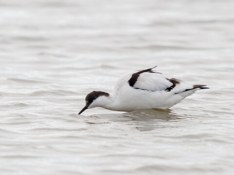 Avocette &eacute;l&eacute;gante (Recurvirostra avosetta) se nourrissant dans une lagune de Camargue, limicole au bec recourb&eacute; fouillant l&rsquo;eau peu profonde