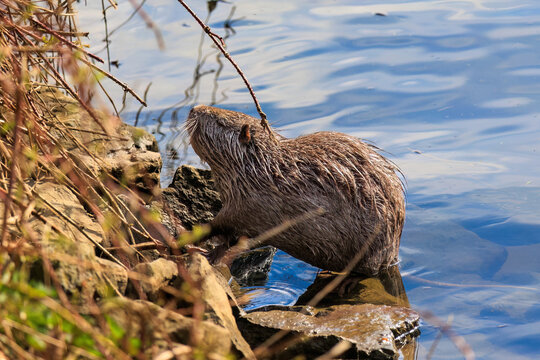 Nutria or Coypu (Myocastor coypus)