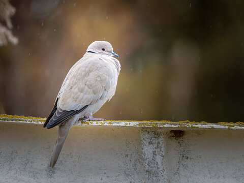 Tourterelle turque (Streptopelia decaocto) perch&eacute;e sur un rebord sous une pluie fine, colombe urbaine reconnaissable &agrave; son collier noir
