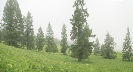 Mountain taiga, coniferous forest, morning fog © Valerii