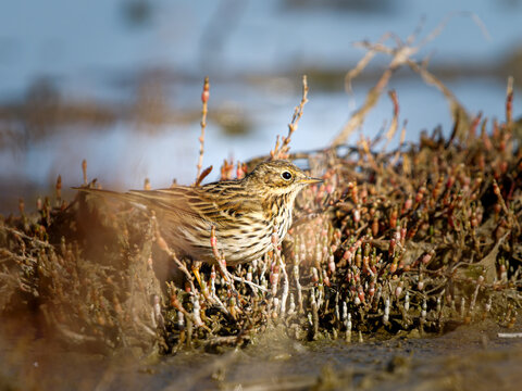 Pipit farlouse (Anthus pratensis) dans une v&eacute;g&eacute;tation de marais sal&eacute; en Camargue, petit passereau europ&eacute;en photographi&eacute; en habitat naturel