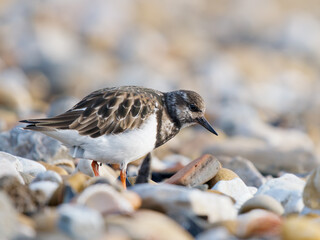 Tournepierre &agrave; collier (Arenaria interpres) se nourrissant d&rsquo;un mollusque sur une plage de galets en Camargue, limicole marin fouillant les coquillages du littoral