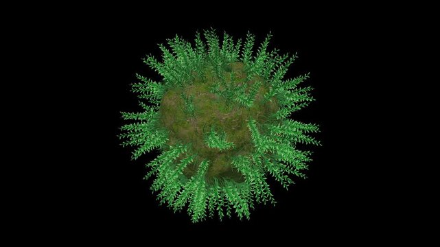 Knotweed Plants Sphere