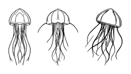 Jellyfish set with symmetrical line art of a stylized jellyfish and long flowing tentacles against a white background featuring marine, deep sea, biology aesthetic with outline and illustration © Sahida