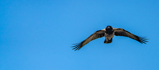 Fototapeta premium Black crow flying in the blue sky