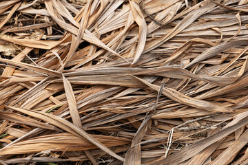 Layer of dry plant leaves covering forest floor surface. Organic ground cover formed by decomposing foliage and plant debris. Natural environment texture photographed as close-up background