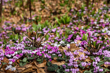 Obraz premium Flowering carpet of Cyclamen hederifolium growing on forest floor. Cyclamen plants blooming among dry leaves in woodland garden environment