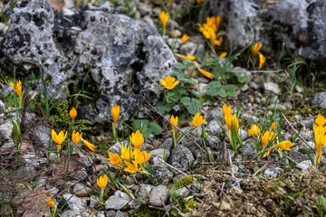 Obraz premium Yellow flowers of Crocus species growing between stones and gravel. Early spring crocus plants emerging in rocky soil