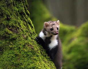 Stone marten on an old tree. Detail portrait of forest animal. © Shilpi