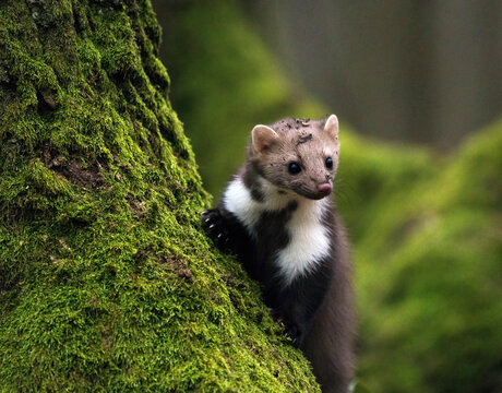 Stone marten on an old tree. Detail portrait of forest animal.