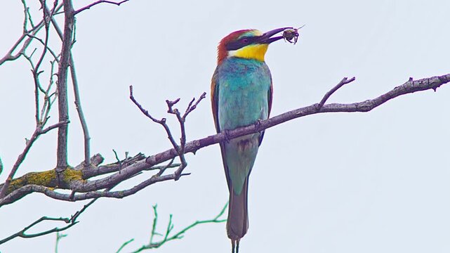 European Bee-eater Holding Insect on Tree Branch, Colorful Bird Preparing Food for Mate or Chicks Near Nest Colony, 4K