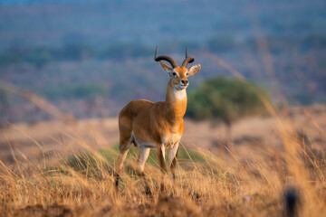 Male Kob antelope standing in the African savannah © Janica