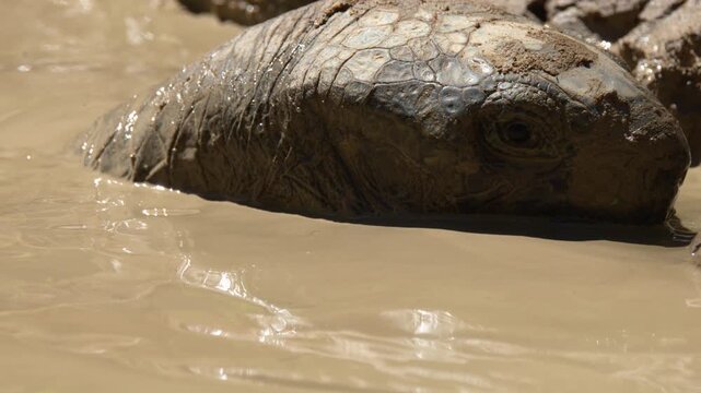Aldabra Giant Tortoise Submerged in a Thick Mud Puddle