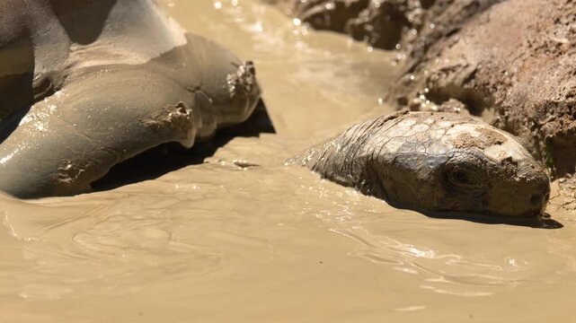 Aldabra Giant Tortoise Resting in a Thick Brown Mud Puddle