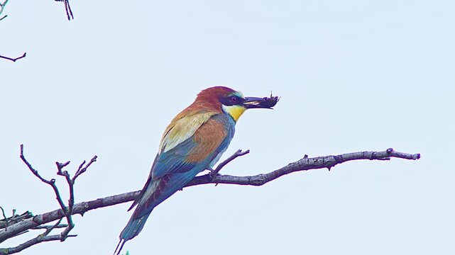 European Bee-eater Holding Insect on Tree Branch, Colorful Bird Preparing Food for Mate or Chicks Near Nest Colony, 4K